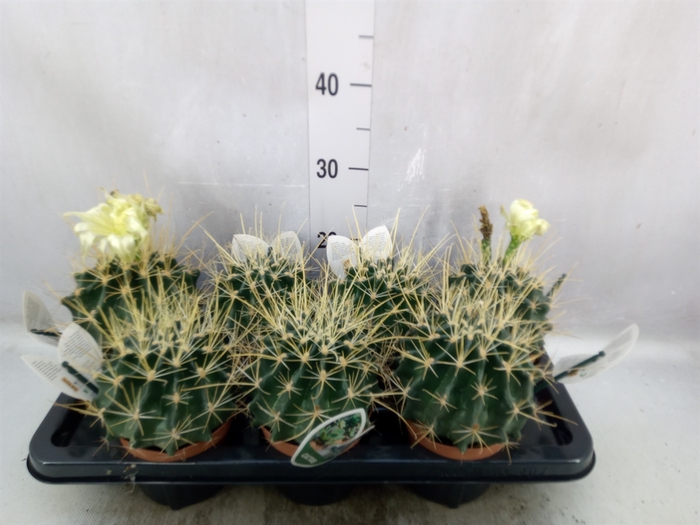 <h4>Ferocactus glaucescens</h4>