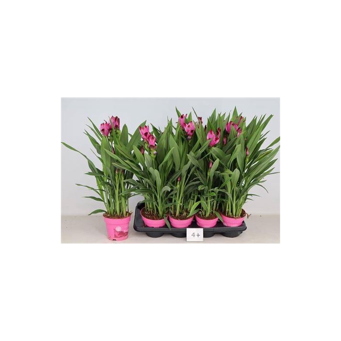 <h4>Curcu Al Siam Splash 5+</h4>