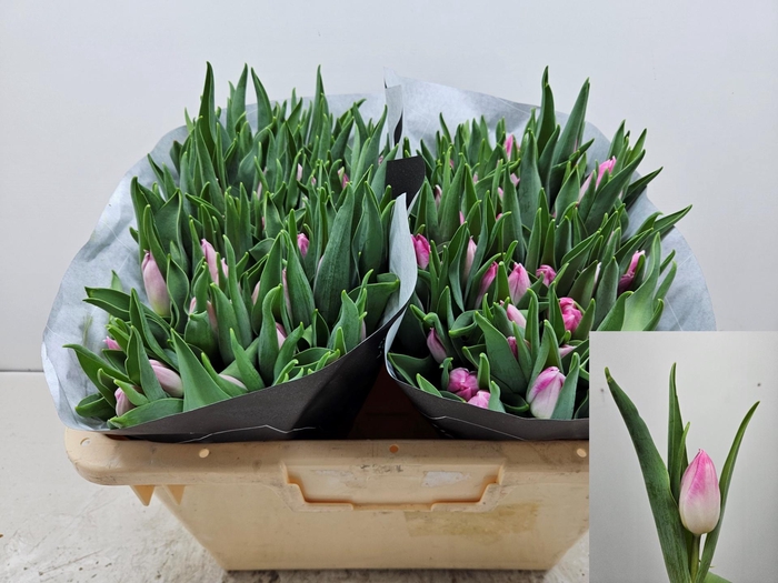 <h4>TU EN BOLROYAL PINK</h4>