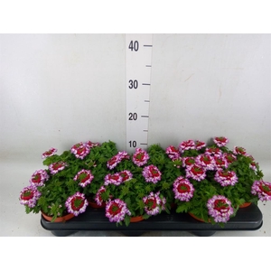 Verbena  'Lanai Twister Blue'