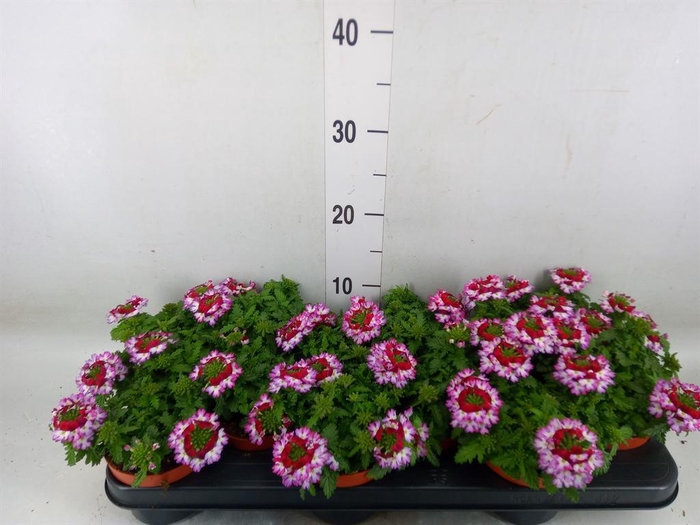 <h4>Verbena  'Lanai Twister Blue'</h4>