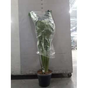 Alocasia  'Regal Shields'