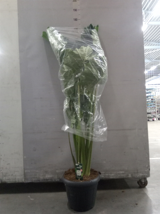 <h4>Alocasia  'Regal Shields'</h4>