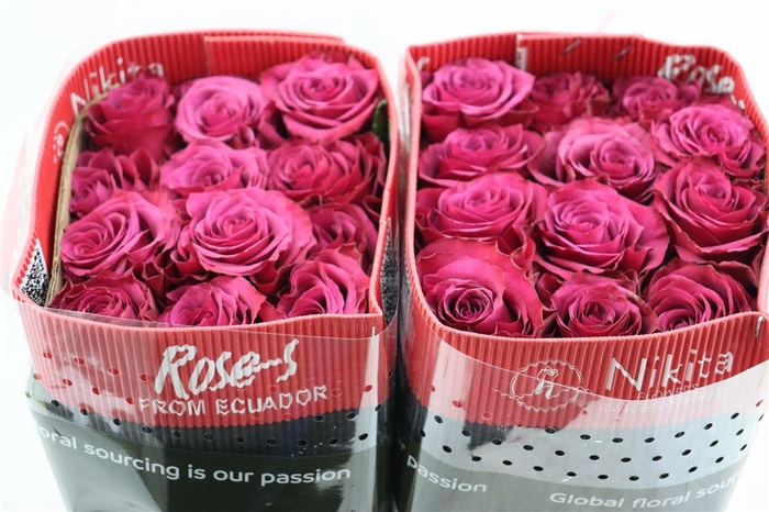 <h4>R Gr Venturoso</h4>