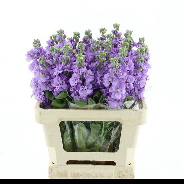 <h4>MATTH FIGARO LAVENDE</h4>