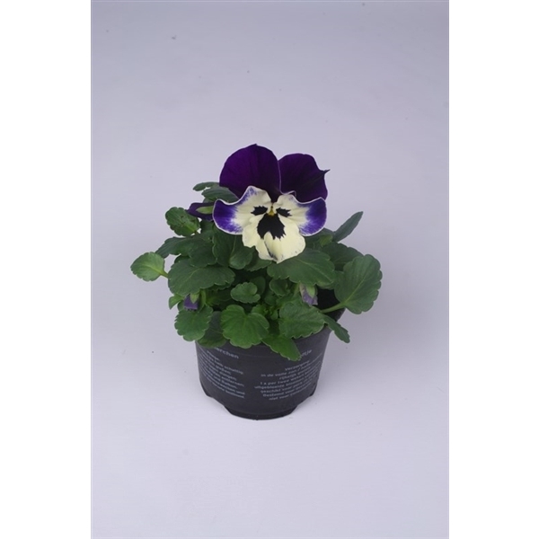 <h4>Viola x wittrockiana Alpha F1 Purple and White</h4>