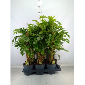 Philodendron   ...