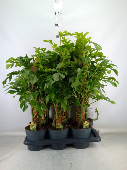 <h4>Philodendron   ...</h4>