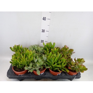 Crassula   ...mix