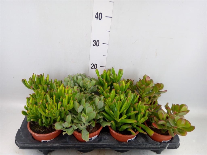 <h4>Crassula ...mix</h4>