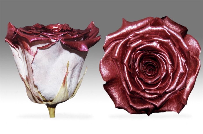<h4>PRESERVED ROSA LL PEARL DARK RED</h4>