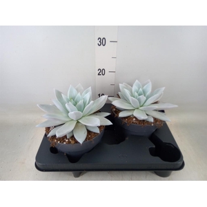 Echeveria  'Mexican Giant'