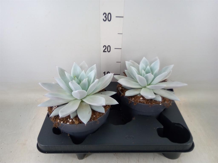 <h4>Echeveria  'Mexican Giant'</h4>