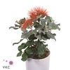 METROSIDEROS EXCELSA