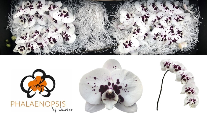 <h4>Phalaenopsis Wine Drops Doos</h4>