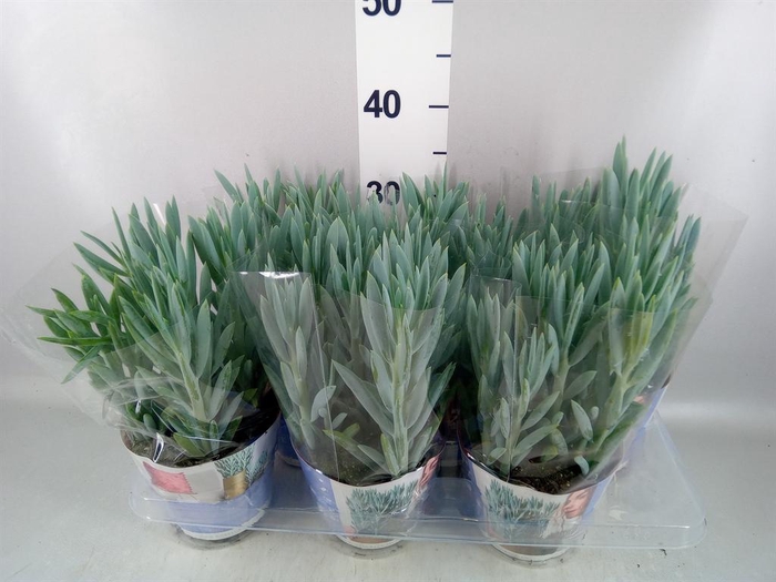 <h4>Curio ficoides 'Mount everest'</h4>