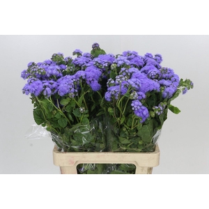 Ageratum Blue Planet