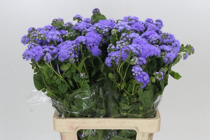 <h4>Ageratum Blue Planet</h4>