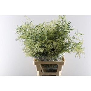 Acacia Hamburyana Per Bos Grij