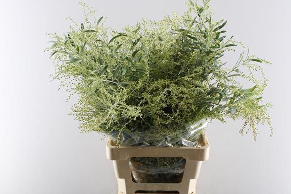 <h4>Acacia Hamburyana Per Bos Grij</h4>