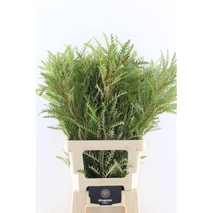 GREVI IVANHOE BRONZE