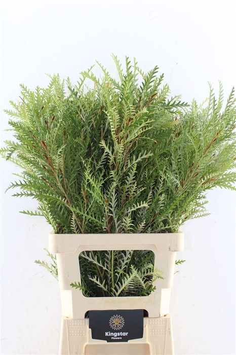 <h4>GREVI IVANHOE BRONZE</h4>