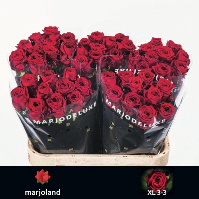 <h4>Rosa large red naomi! XL</h4>