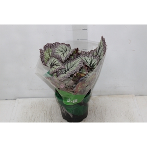 BEGONIA REX P17 PO