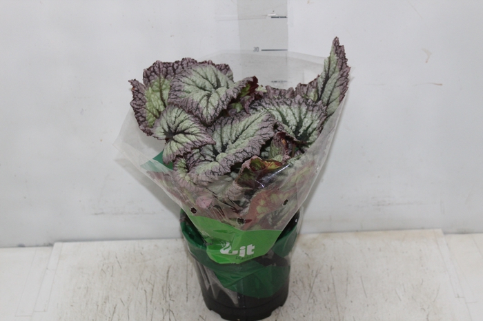 <h4>BEGONIA REX P17 PO</h4>