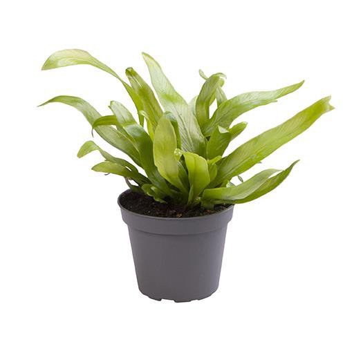 <h4>ASPLENIUM ANTIQUUM</h4>