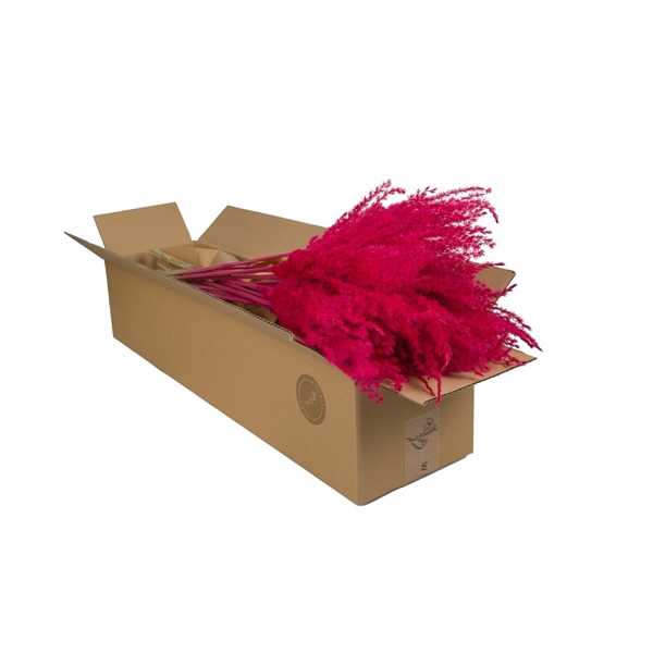 Droogbloemen-Miscanthus Cerise Pastel