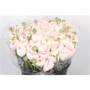 Ran... Su Hanoi Super X50