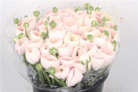 Ran... Su Hanoi Super X50