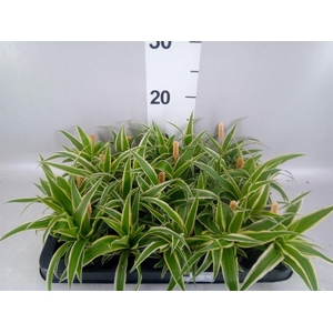 Chlorophytum com. 'Ocean'