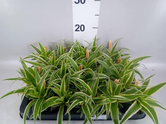 <h4>Chlorophytum com. 'Ocean'</h4>