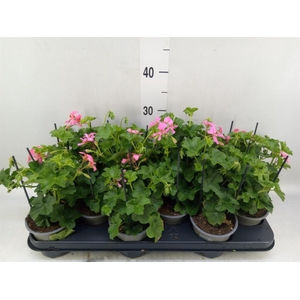Pelargonium pelt. 'Balkon Roze'