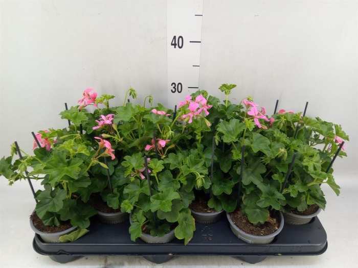 <h4>Pelargonium pelt. 'Balkon Roze'</h4>