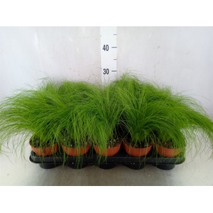 Stipa tenuifolia