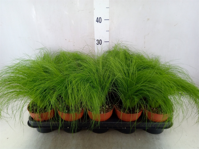 <h4>Stipa tenuifolia</h4>