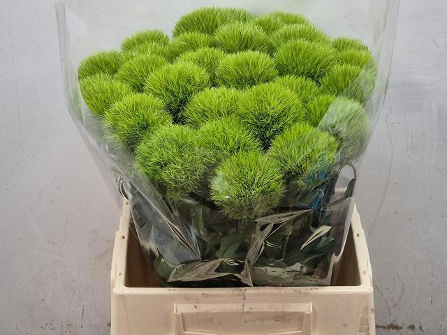 <h4>DI BARB GREEN TRICK</h4>