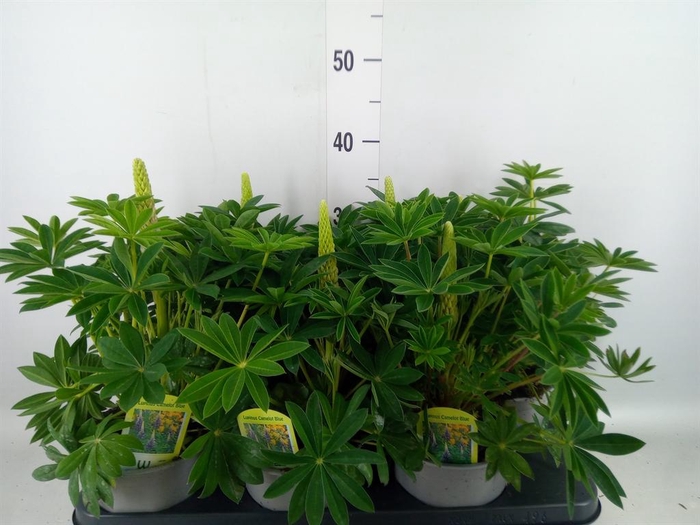<h4>Lupinus polyp. 'Lupini Blue Shades'</h4>