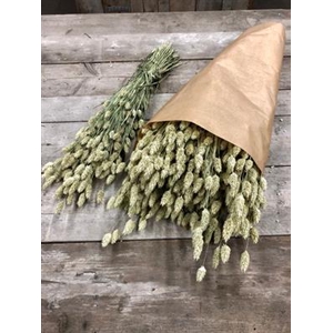 DROOG PHALARIS X5 BO