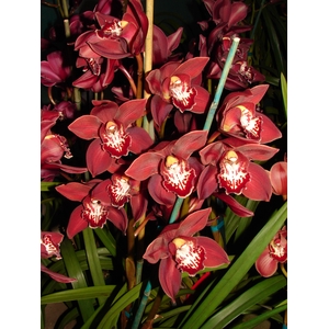 Cymbidium 8/11 Red Bl pst