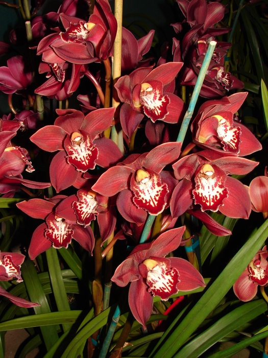 Cymbidium 12/15 Red Bl pst