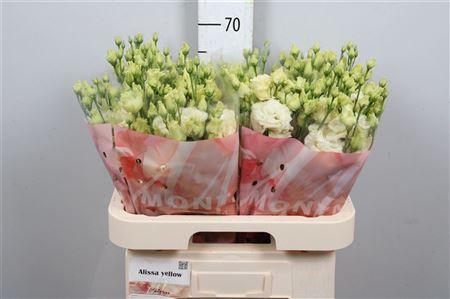 <h4>Eus G Alissa Yellow</h4>