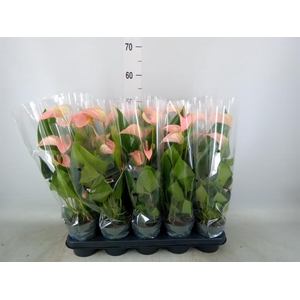 Anthurium andr. 'Joli Peach'