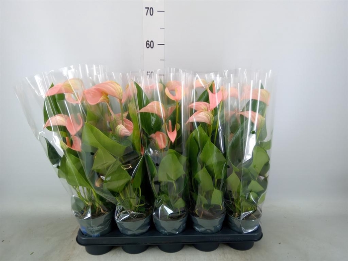 <h4>Anthurium andr. 'Joli Peach'</h4>