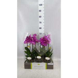 Phalaenopsis multi.   ...lilac