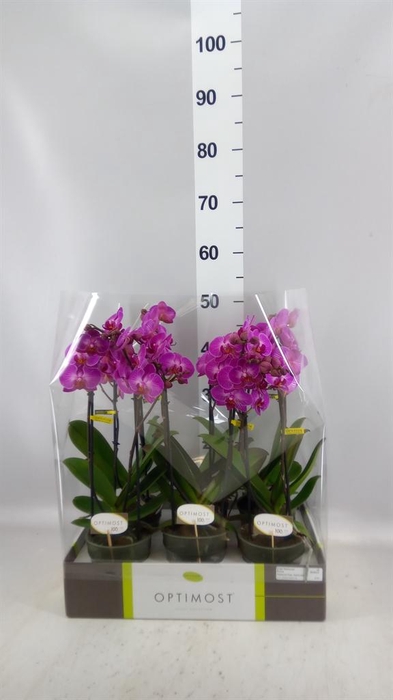 <h4>Phalaenopsis multi.   ...lilac</h4>