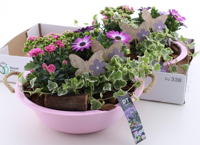 <h4>ARR TUINPLANTEN</h4>